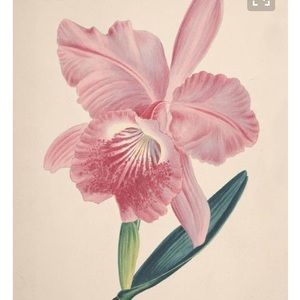 Meet your Posher, Rosa